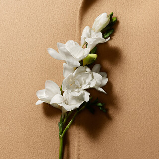 Max Mara Ingredientes Tuberosa