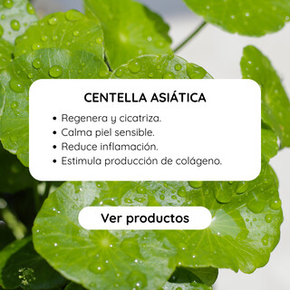 Centella Asi&aacute;tica