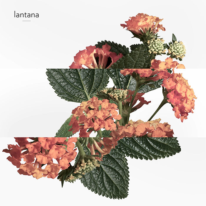 Eau de Rhubarbe &Eacute;carlate  100ml-158140 4