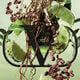 BORN IN ROMA UOMO GREEN STRAVAGANZA  100ml-218064 2