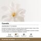 SPLENDOR 10 Crema de Día  50ml-165730 3
