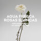 Agua Fresca de Rosas Blancas  120ml-160778 2