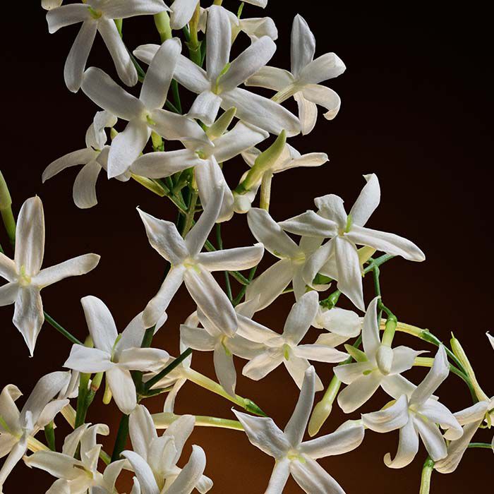 THE ONE GOLD  75ml-223837 3