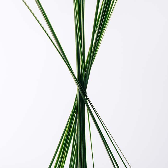 ESENCIA Cofre  100ml-230637 2