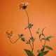 Verbena Mandarina  120ml-211869 5