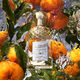 Aqua Allegoria Mandarine Basilic  125ml-204380 2