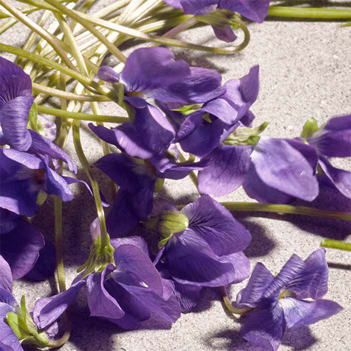 DOLCE VIOLET  75ml-236985 4