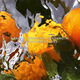 Aqua Allegoria Orange Soleia  75ml-204383 1