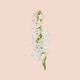 BLOOM PARFUM  100ml-227588 4