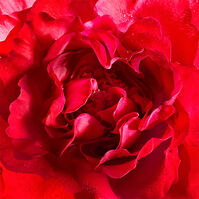 Mon Guerlain Bloom of Rose EDP  100ml-190324 3