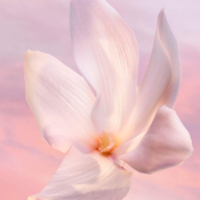 LA VIE EST BELLE VANILLE NUDE  50ml-230797 2