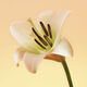 ETERNITY  100ml-55189 4