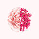 Irresistible Fraiche  50ml-202130 2
