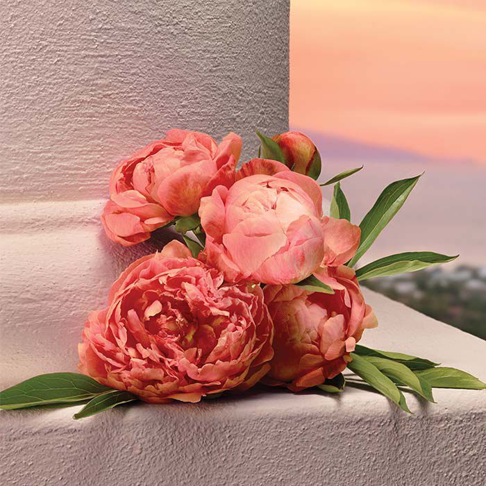 MY DEVOTION  50ml-232094 4