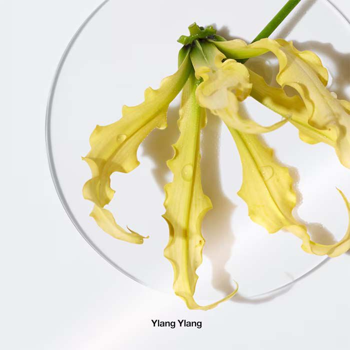 Aromatics Elixir  100ml-53333 1