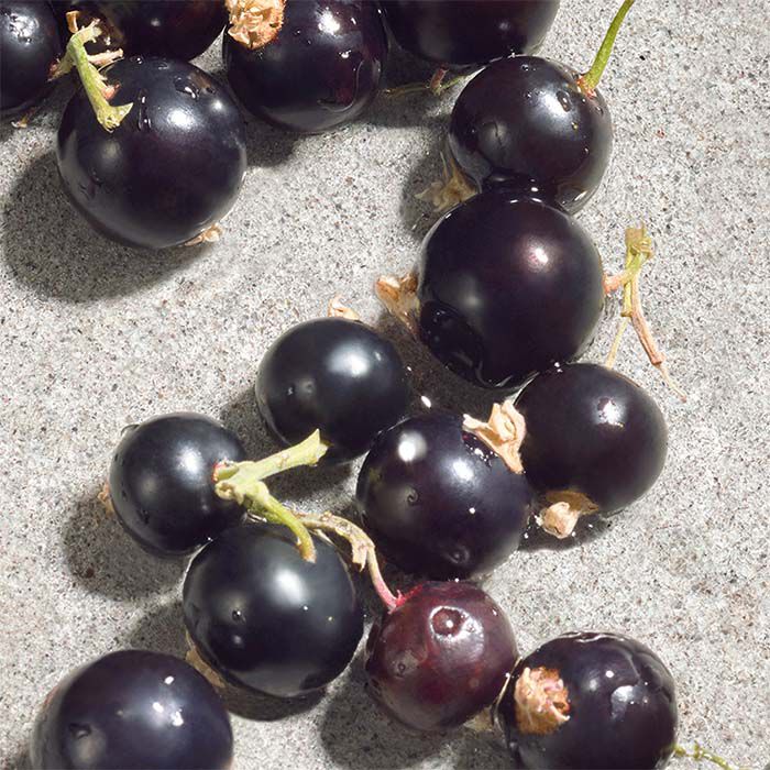 DOLCE VIOLET  75ml-236985 3