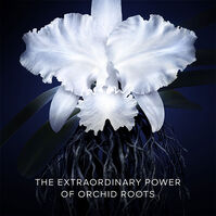 Orchidée Impériale La Crema Ligera  50ml-202924 3