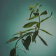 Verbena Jengibre  120ml-211867 5