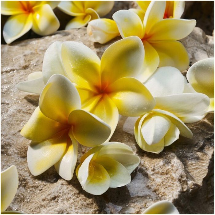 LIGHT BLUE EDP  100ml-237166 4