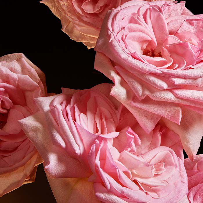 THE ONE GOLD  50ml-223835 4