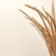 Gel Emoliente Avena Sin Jabón  750ml-203901 2