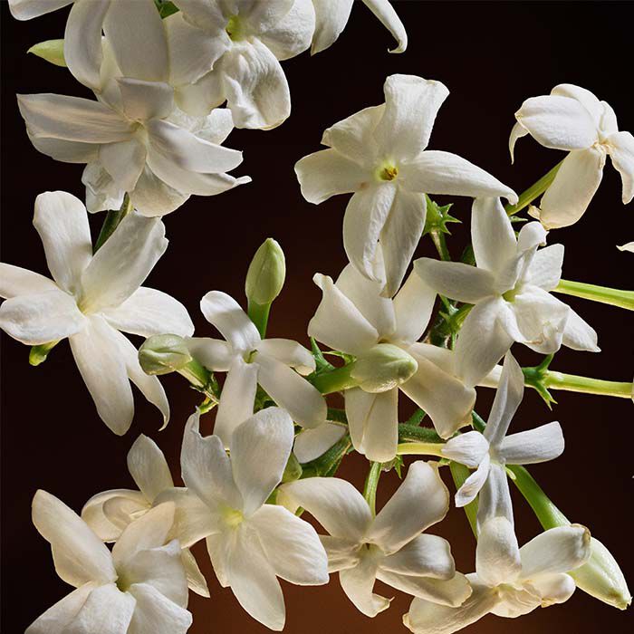 THE ONE INTENSE  75ml-233420 4