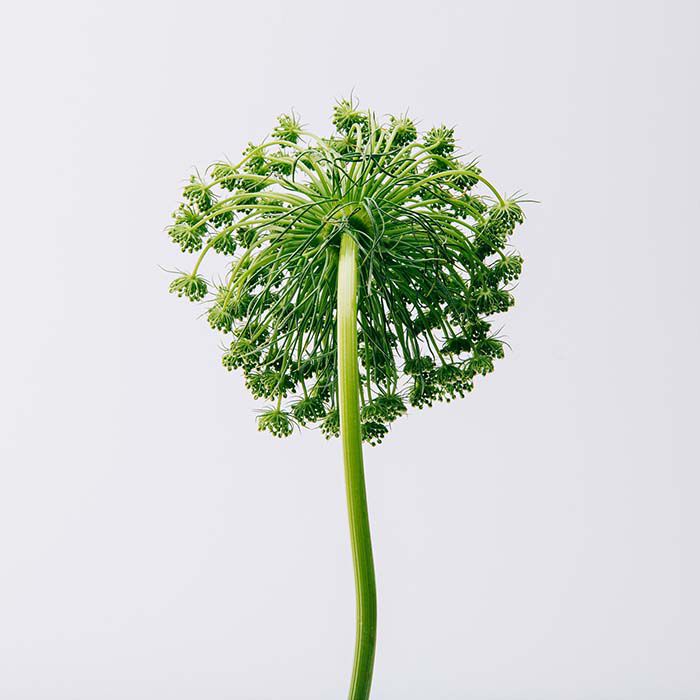 AIRE Cofre  100ml-230641 2