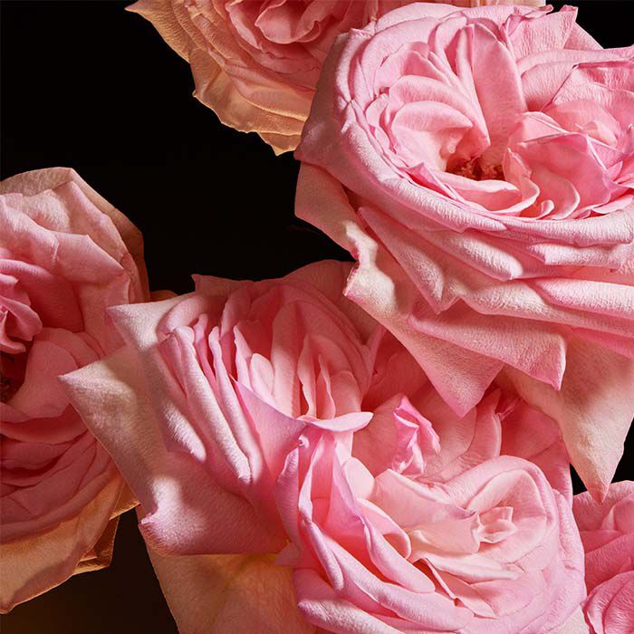 THE ONE  75ml-209935 4