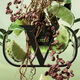 BORN IN ROMA UOMO GREEN STRAVAGANZA  50ml-218063 2