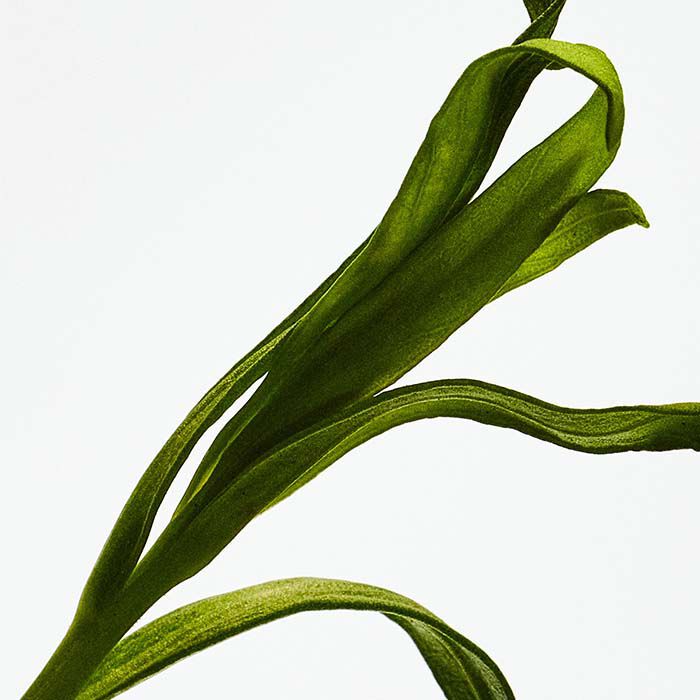 ESENCIA EDP Cofre  100ml-230642 2