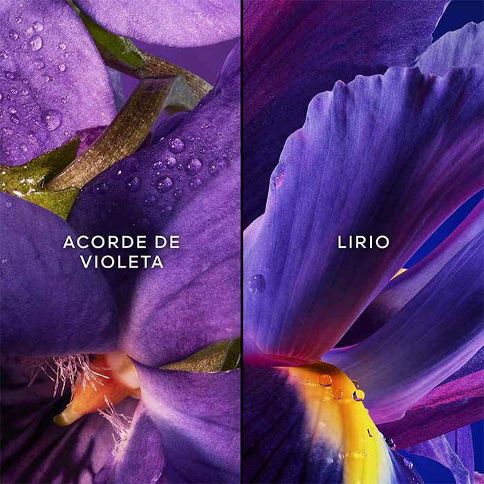 Insolence Estuche  75ml-231930 4